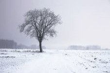 tree-in-winter